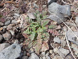 Image de Acaena pinnatifida Ruiz & Pav.