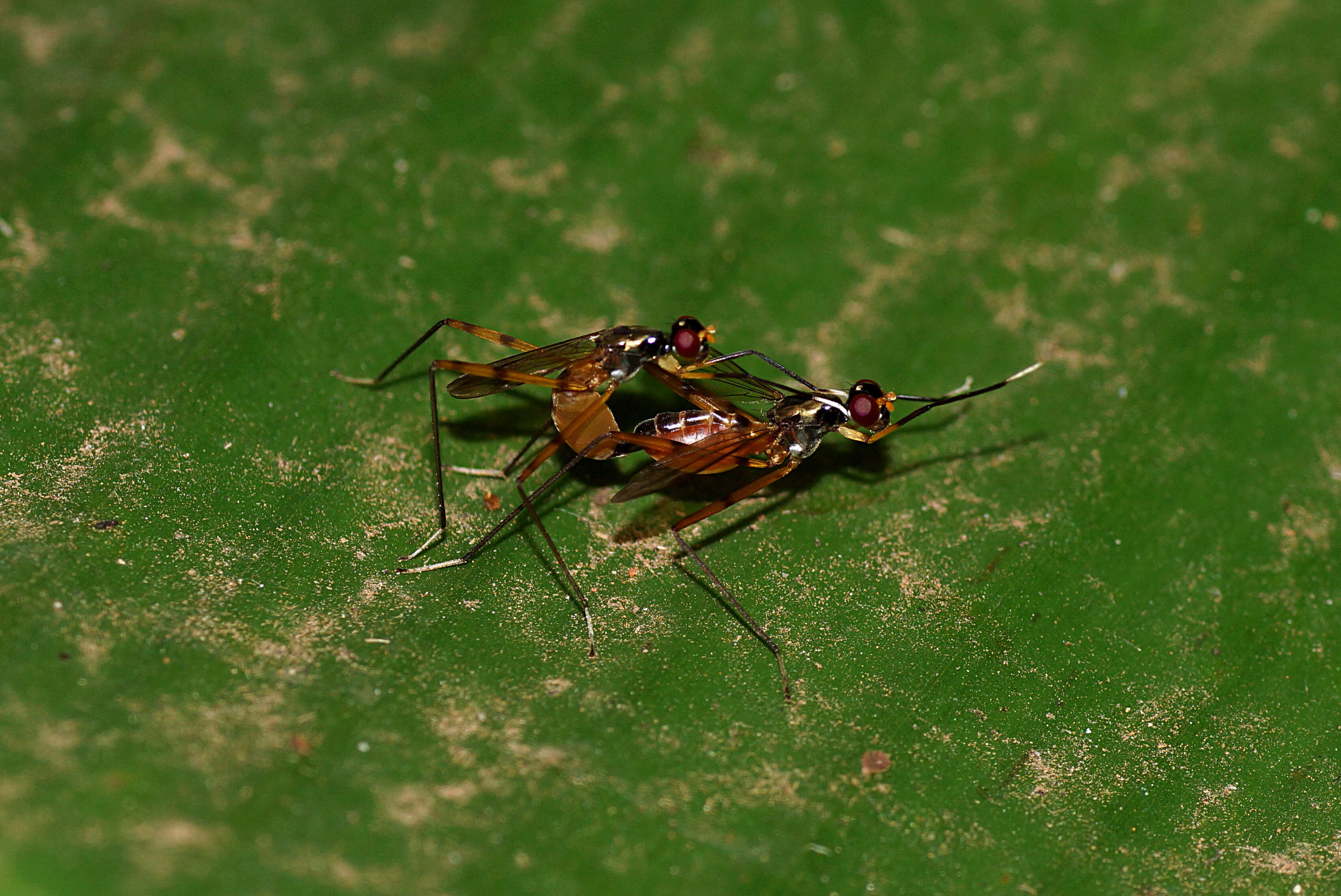 Image of stilt-legged flies