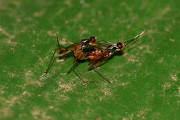 Image of stilt-legged flies