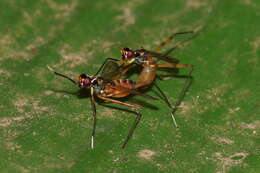 Image of stilt-legged flies