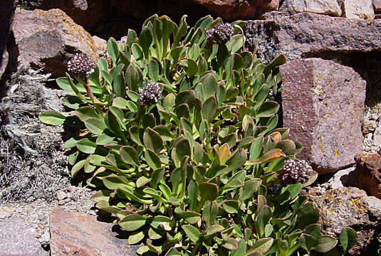 Image of Valeriana nivalis Wedd.