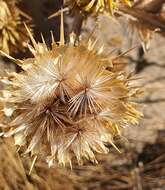 Centaurea onopordifolia Boiss. resmi