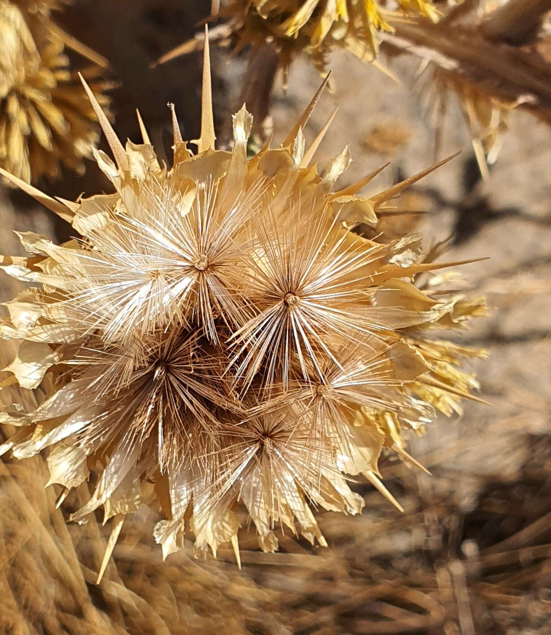 Image of Centaurea onopordifolia Boiss.