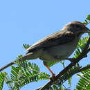 Imagem de Peucaea carpalis Coues 1873