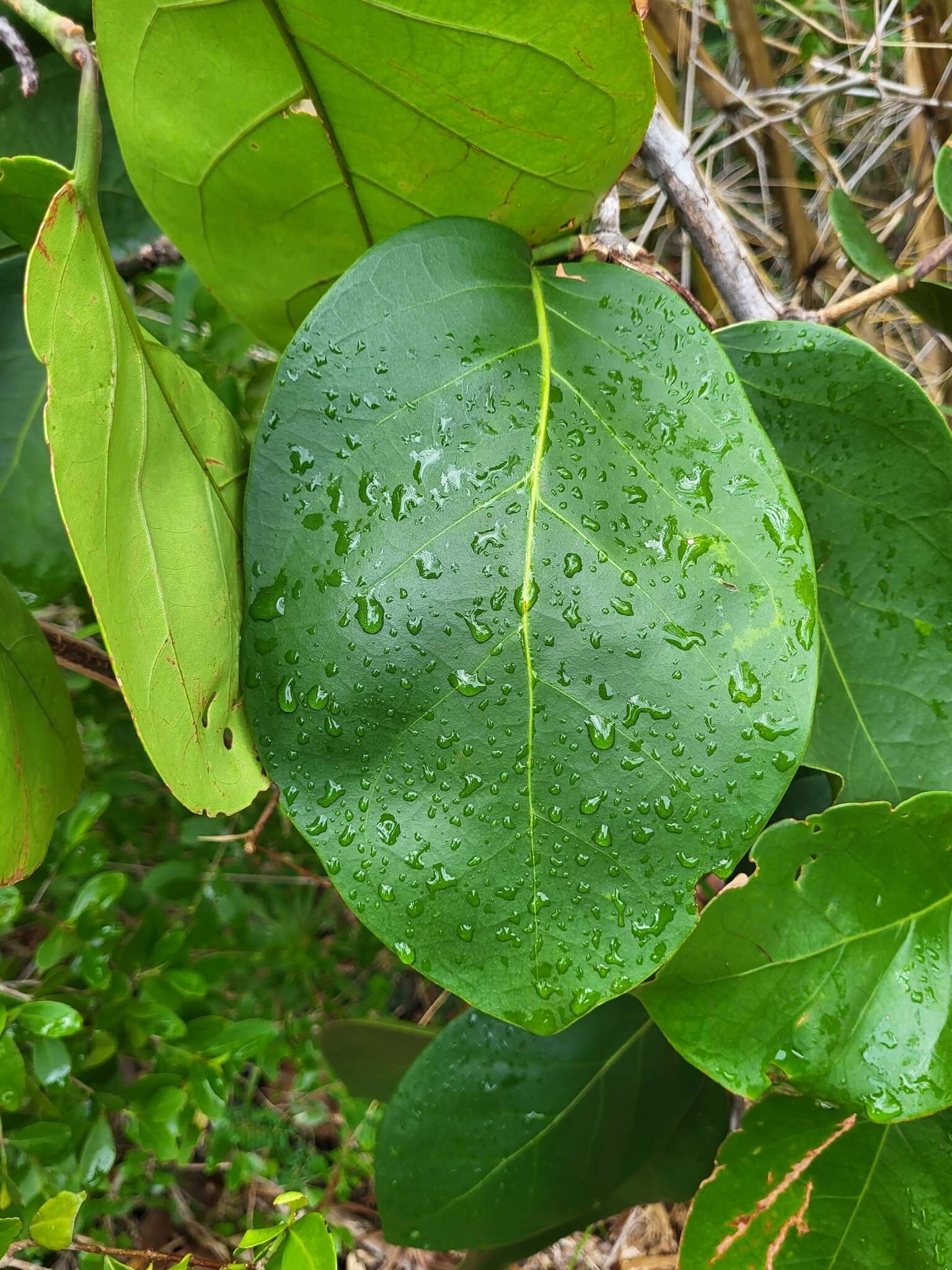 Coccoloba sintenisii Urban ex Lindau resmi