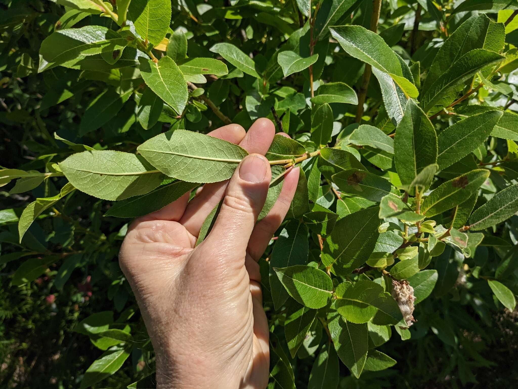 Image of firmleaf willow