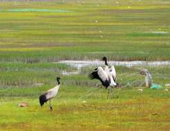 Слика од Grus nigricollis Przewalski 1876