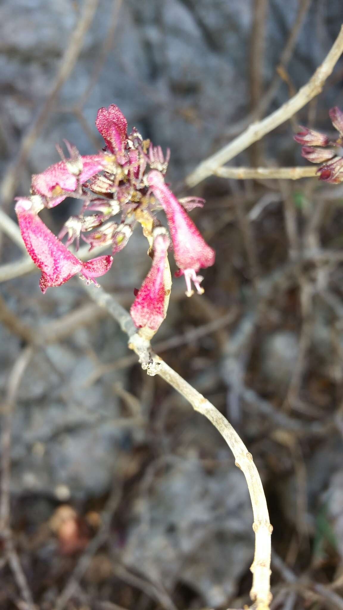 Image of Madlabium magenteum Hedge