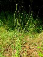 Image of herb of the cross