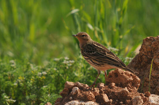 Image of Red-throated Pipit