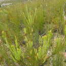 Image de Leucadendron olens I. Williams