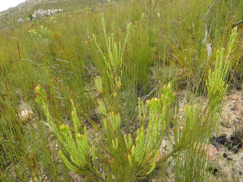 Image of Leucadendron olens I. Williams