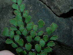 Adiantum fragile Sw.的圖片