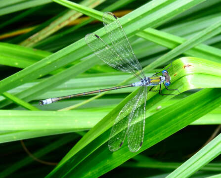 Image of Emerald Spreadwing