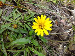 Trichocline catharinensis Cabrera resmi