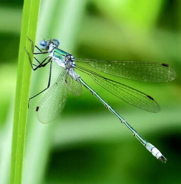 Image of Emerald Spreadwing