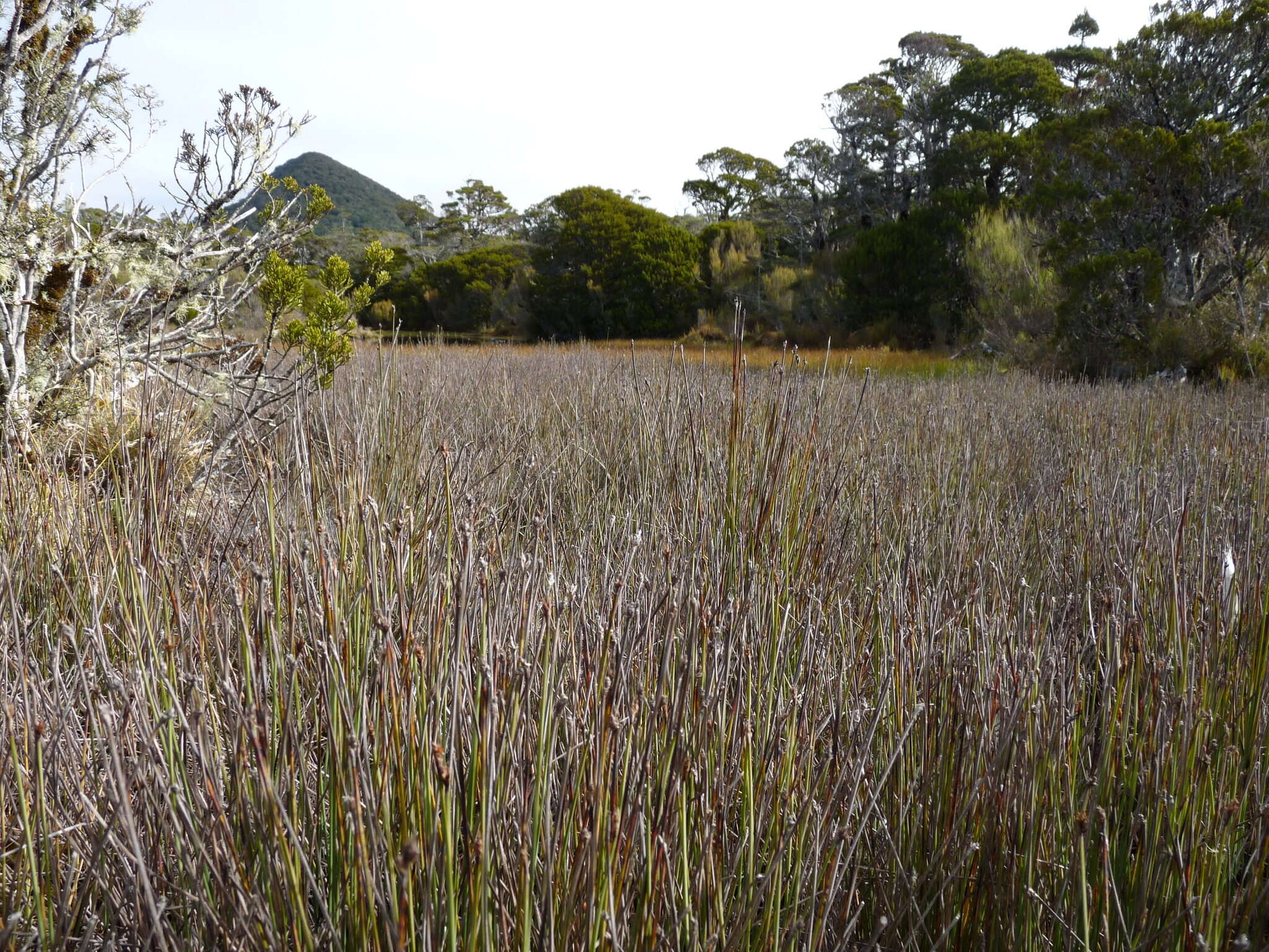 Image of Lepidosperma australe (A. Rich.) Hook. fil.