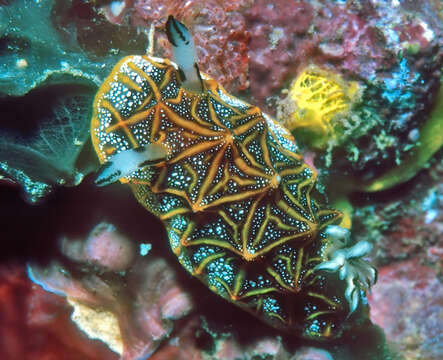 Image of Orange edged ridged black slug