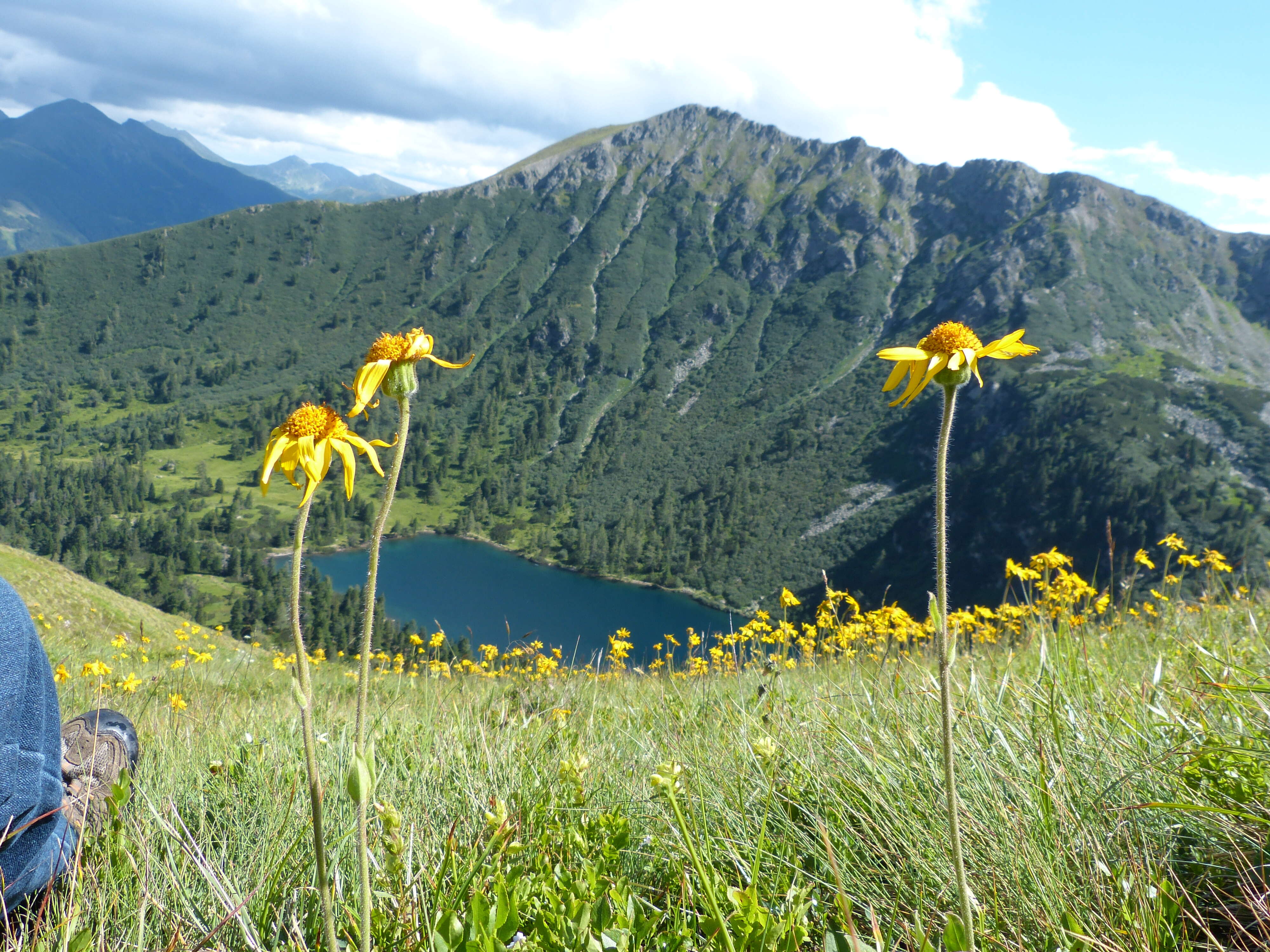 Image of mountain arnica