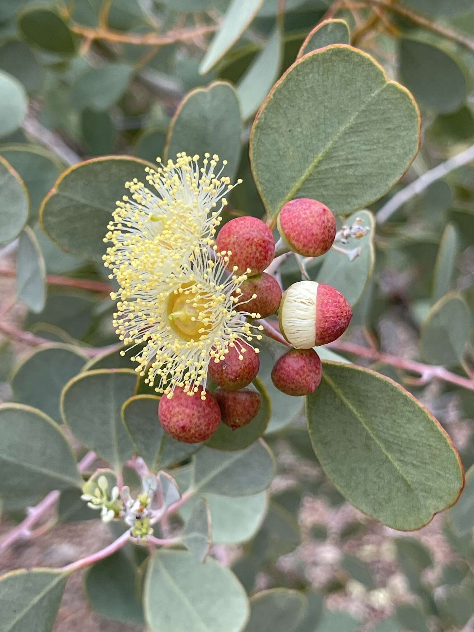 Image of Eucalyptus minniritchi D. Nicolle