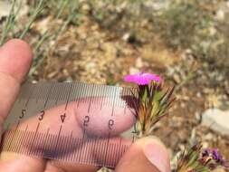 Image of Dianthus masmenaeus Boiss.