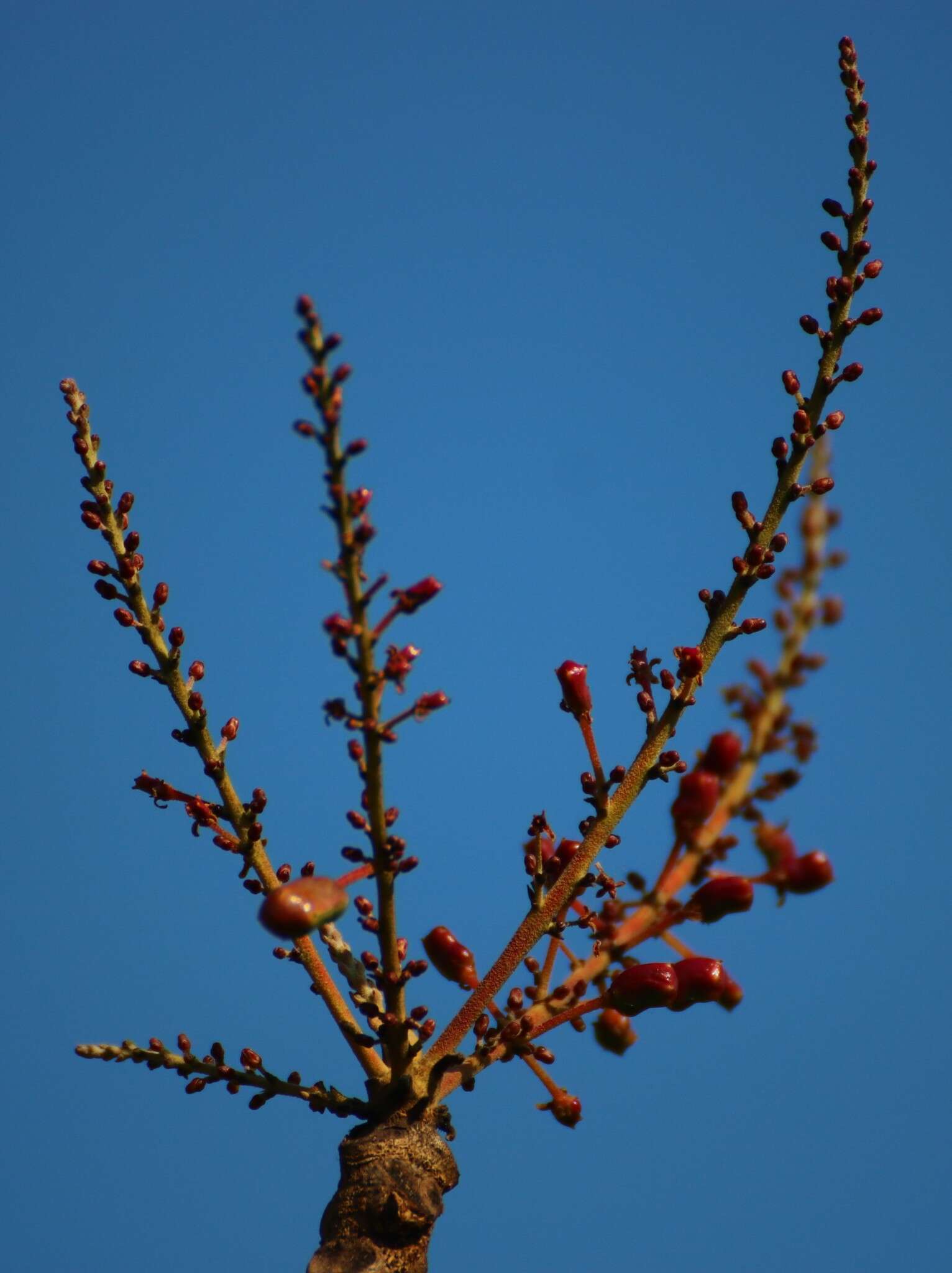 Image of Lannea coromandelica (Houtt.) Merr.