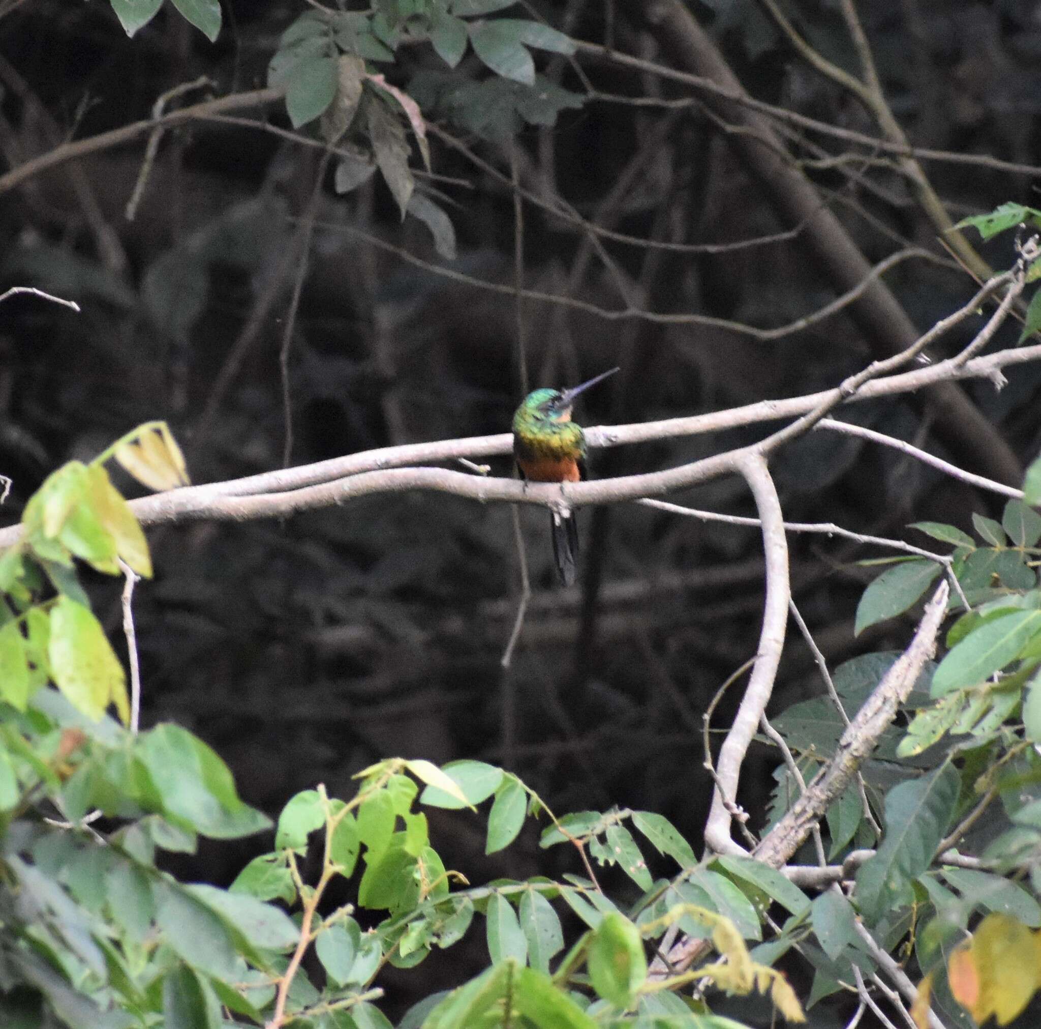 Image of Green-tailed Jacamar