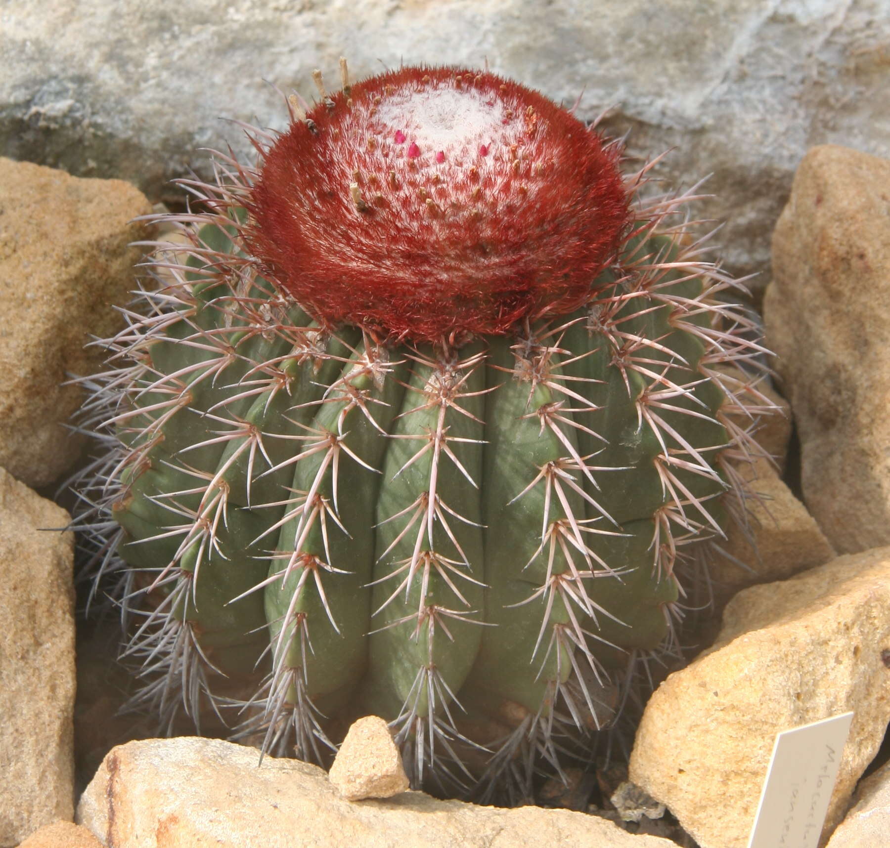 Image of Melocactus lanssensianus P. J. Braun