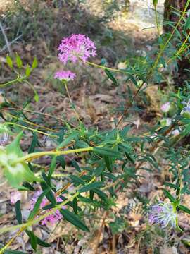 Image of Pimelea rosea R. Br.