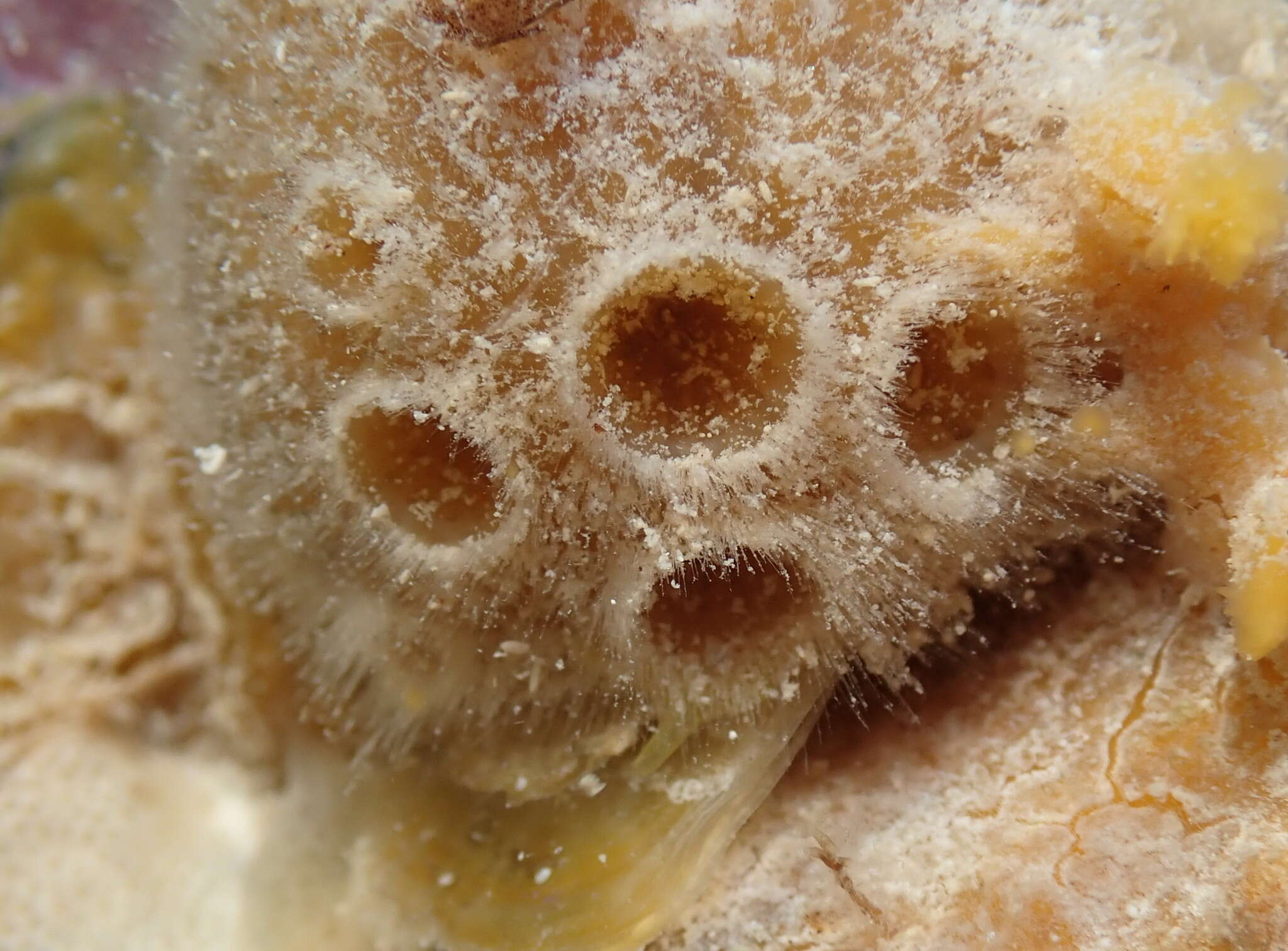 Image of orange ball sponge