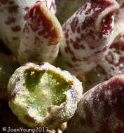 Image of Adromischus cooperi (Bak.) A. Berger