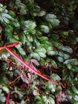 Image of Hymenophyllum minimum A. Rich.