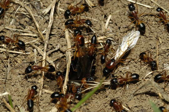 Plancia ëd Camponotus consobrinus (Erichson 1842)