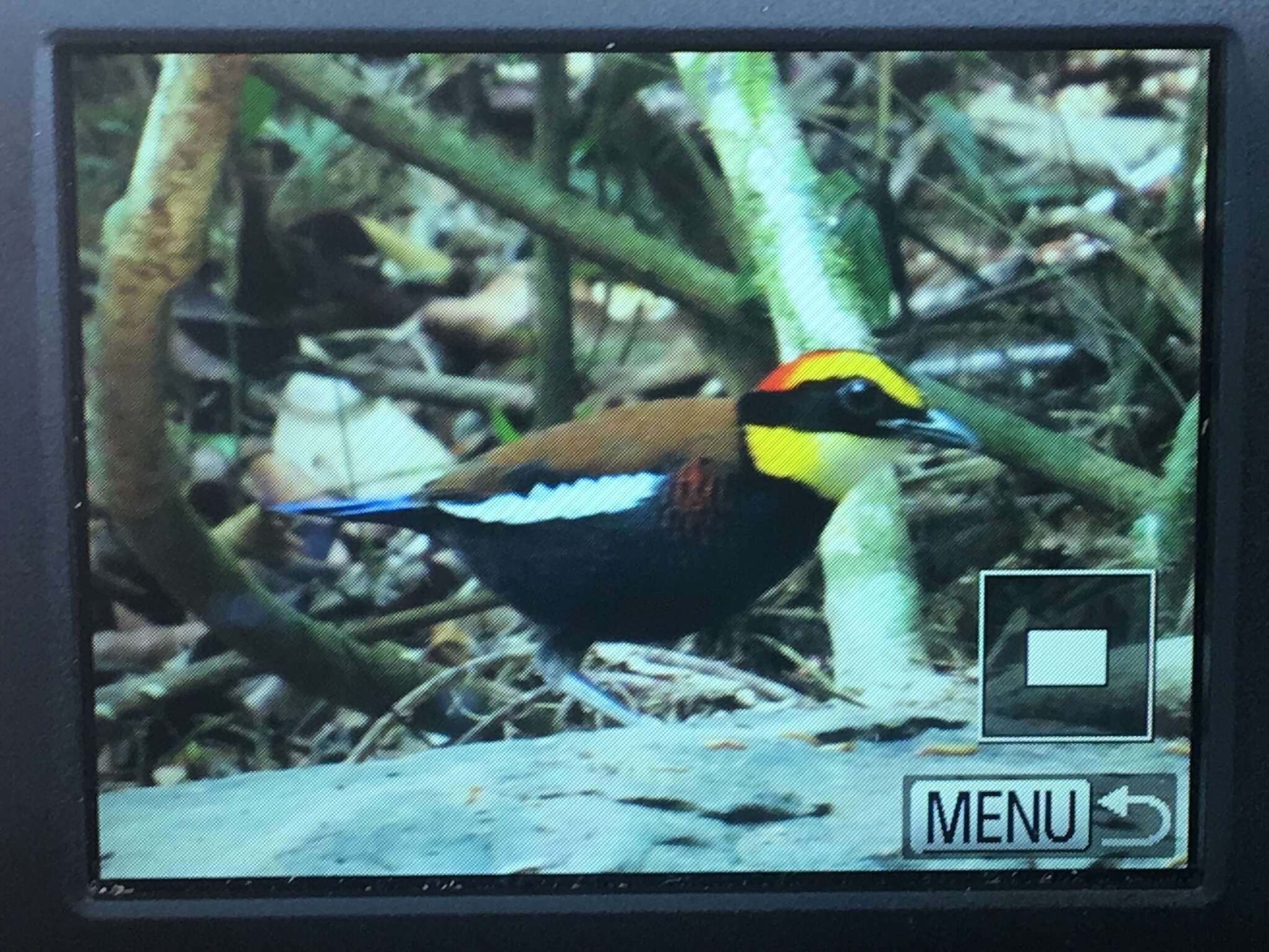 Image of Malayan Banded Pitta