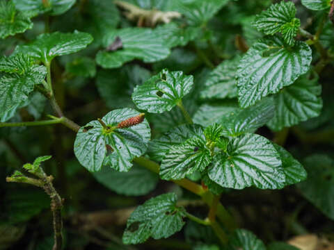 صورة Peperomia pachystachya C. DC.