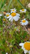 Anthemis arvensis subsp. incrassata (Loisel.) Nym. resmi