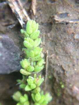 Image of sand pygmyweed