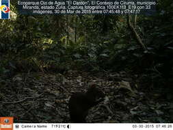 Image of Central American Agouti