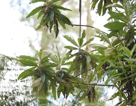 Image of Bedfordia arborescens Hochr.