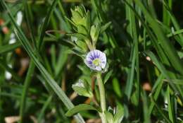 Plancia ëd Veronica serpyllifolia subsp. serpyllifolia