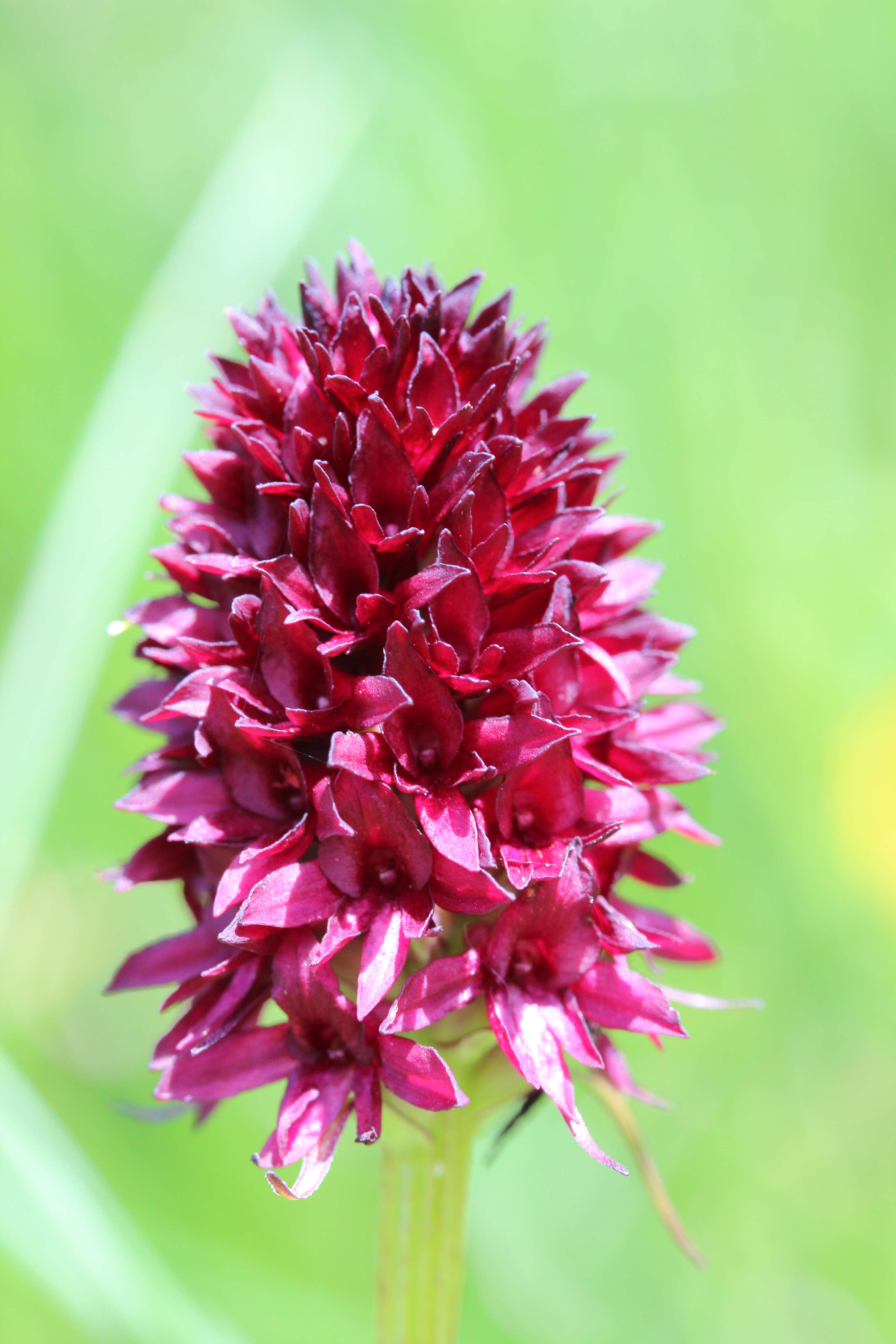 صورة Gymnadenia rhellicani (Teppner & E. Klein) Teppner & E. Klein