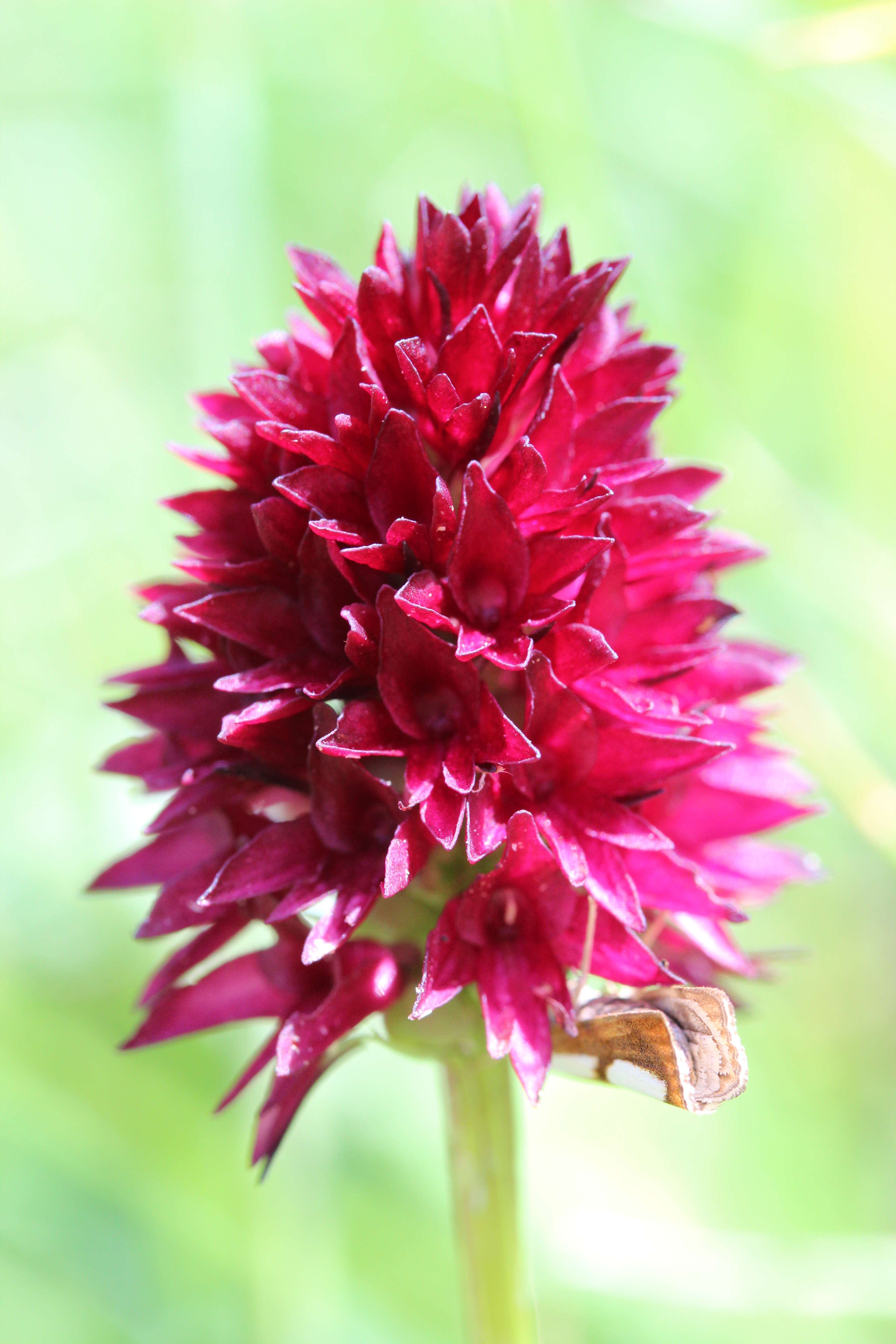 Image of Gymnadenia rhellicani (Teppner & E. Klein) Teppner & E. Klein