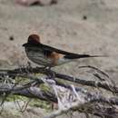 Image of Greater Striped Swallow