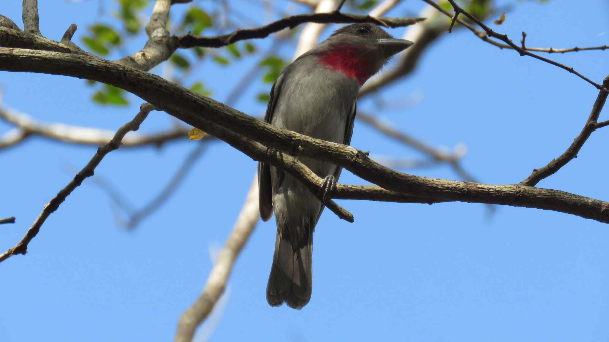 Image of Rose-throated Becard