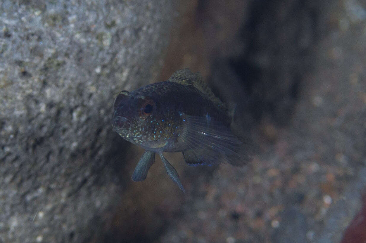 Image of Blue-speckled rubble goby