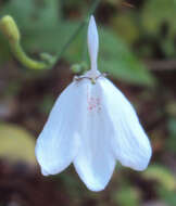 Image of Rhinacanthus nasutus (L.) Kuntze