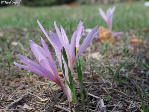 Image of Colchicum hierosolymitanum Feinbrun