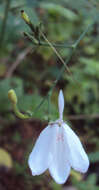 Rhinacanthus nasutus (L.) Kuntze resmi