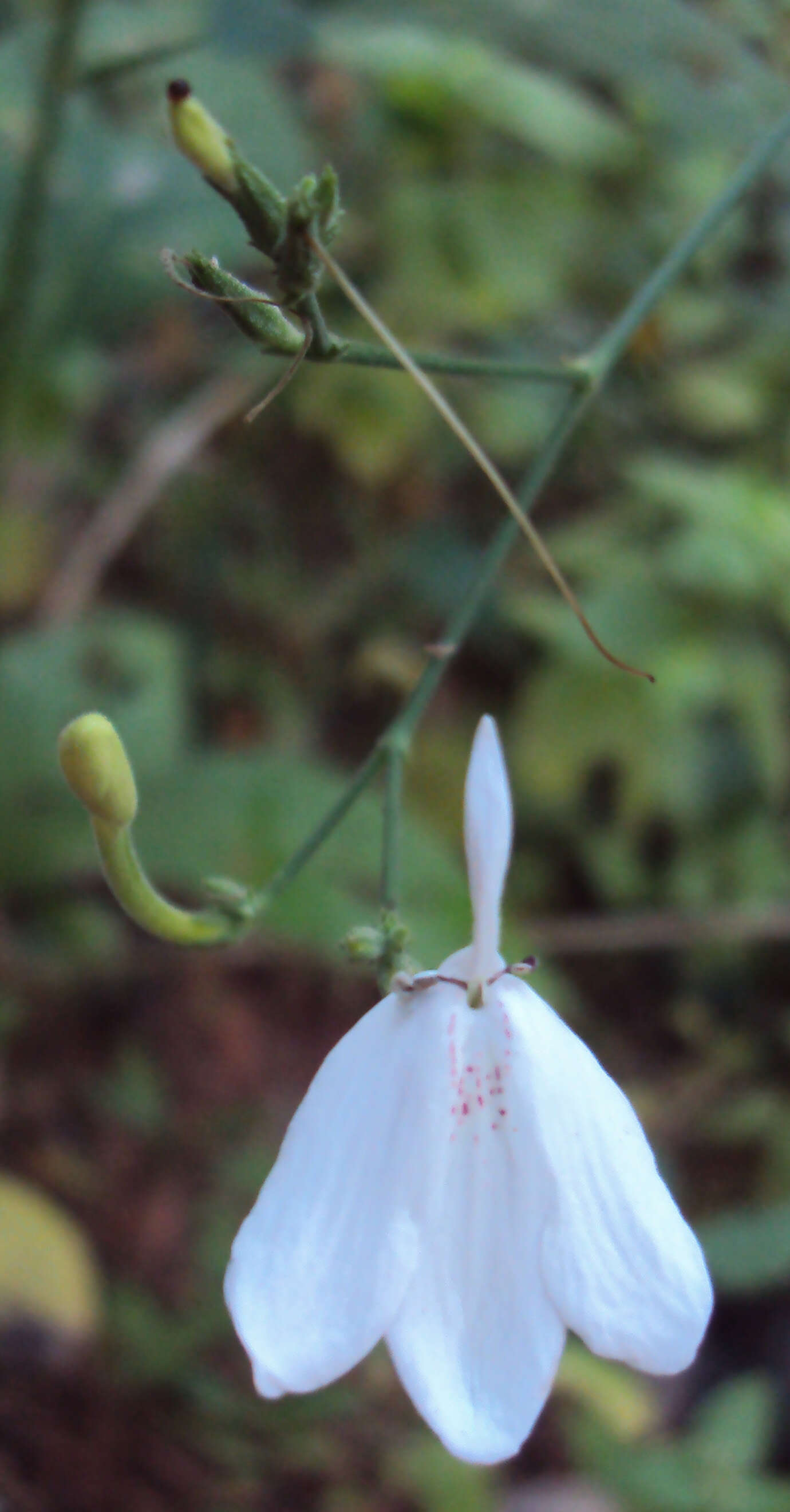 Image of Rhinacanthus nasutus (L.) Kuntze