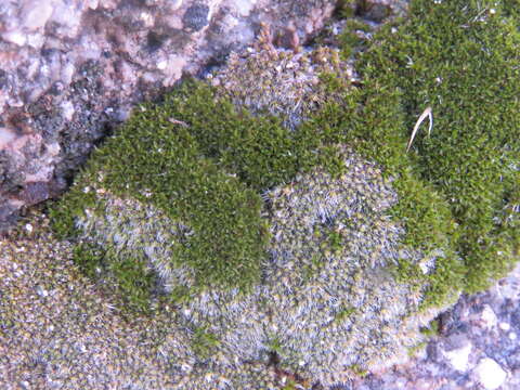 Image of Wright's jaffueliobryum moss